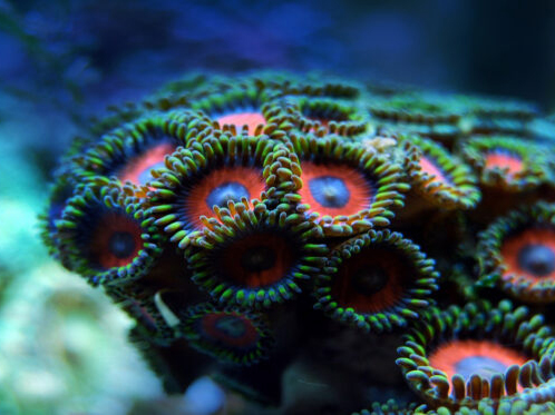 Image: catalina 3.jpg